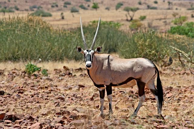 141 Onderweg naar Kaokoland, oryx.JPG